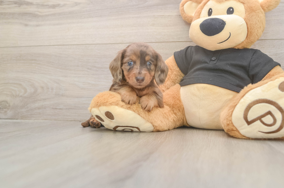 5 week old Dachshund Puppy For Sale - Windy City Pups