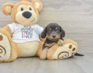 7 week old Dachshund Puppy For Sale - Windy City Pups