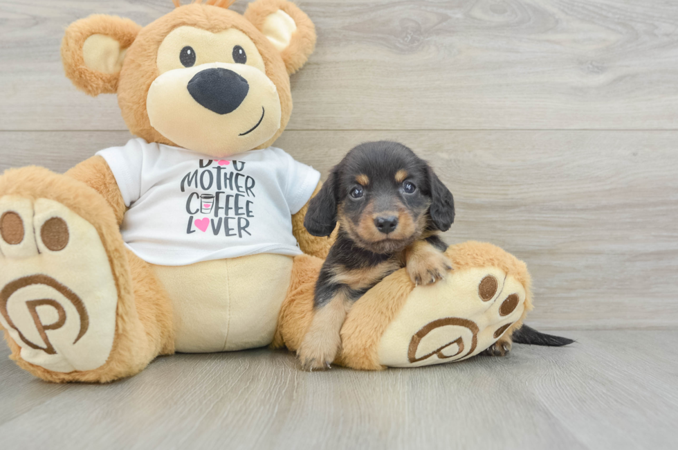 5 week old Dachshund Puppy For Sale - Windy City Pups