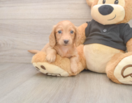 6 week old Dachshund Puppy For Sale - Windy City Pups