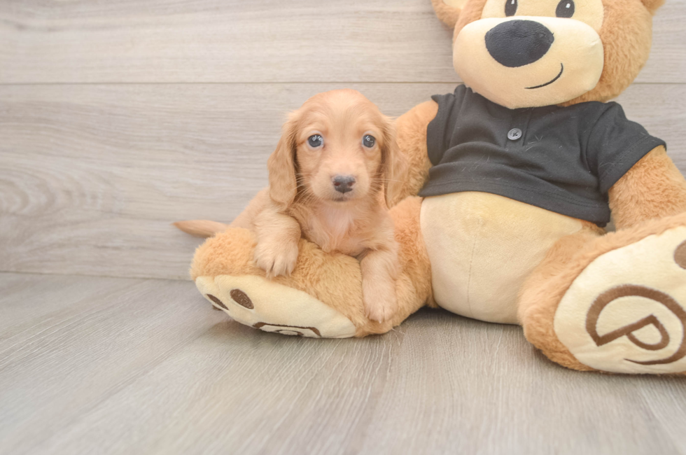 6 week old Dachshund Puppy For Sale - Windy City Pups