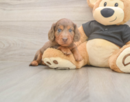 5 week old Dachshund Puppy For Sale - Windy City Pups