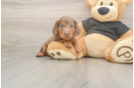 Cute Doxie Purebred Puppy