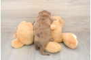 Best Dachshund Baby