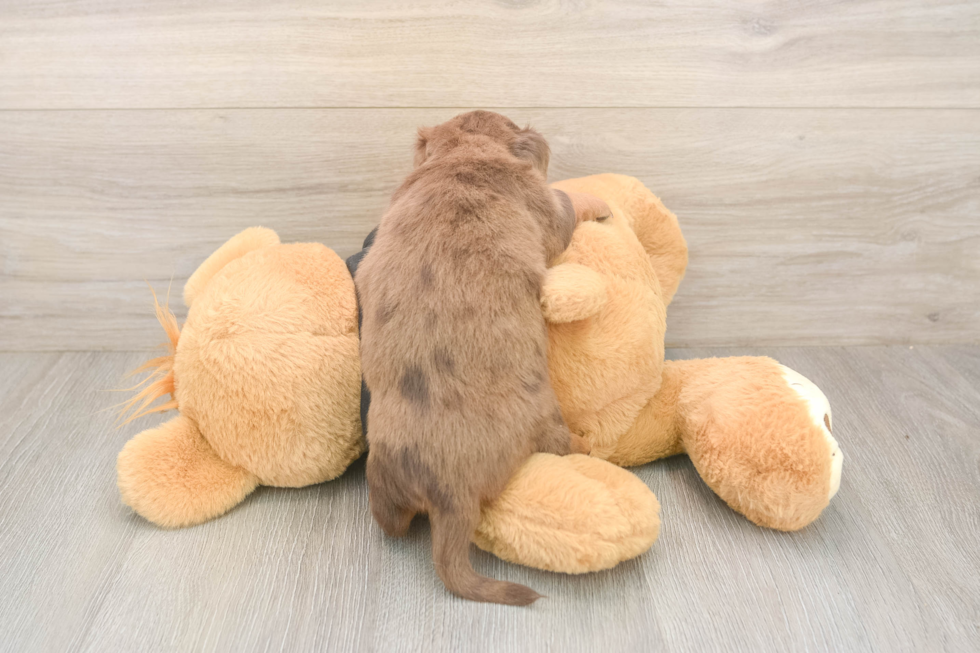 Best Dachshund Baby
