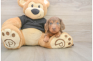 Dachshund Puppy for Adoption