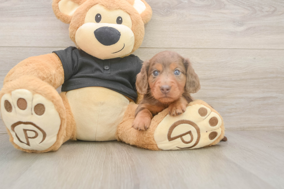 Dachshund Puppy for Adoption