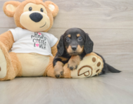 5 week old Dachshund Puppy For Sale - Windy City Pups