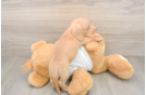 Best Dachshund Baby