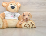 5 week old Dachshund Puppy For Sale - Windy City Pups