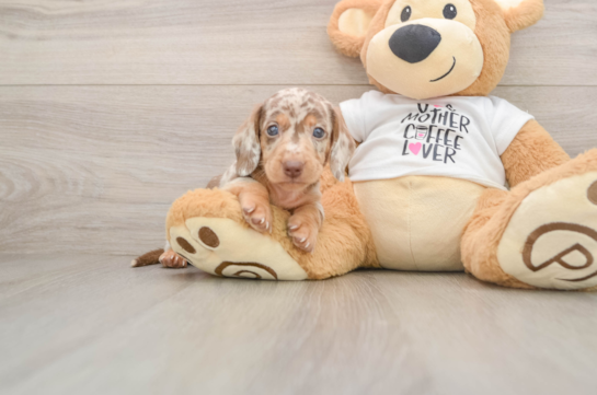 DONALD, a Dachshund littermate
