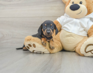 8 week old Dachshund Puppy For Sale - Windy City Pups