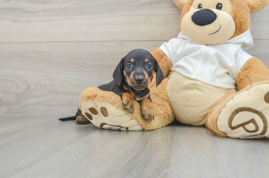 Cute Dachshund Purebred Pup