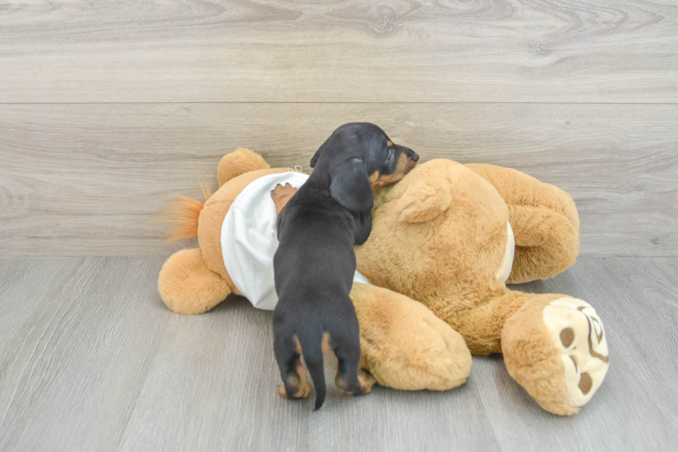 Best Dachshund Baby