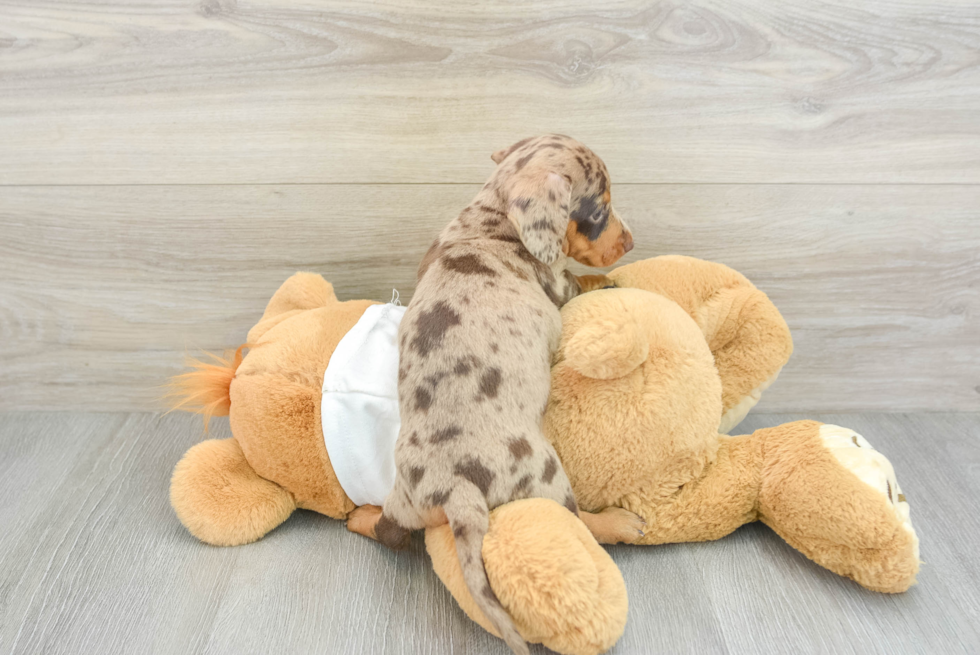 Cute Dachshund Purebred Pup