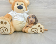 6 week old Dachshund Puppy For Sale - Windy City Pups