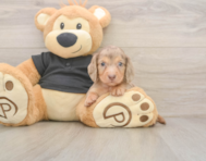6 week old Dachshund Puppy For Sale - Windy City Pups