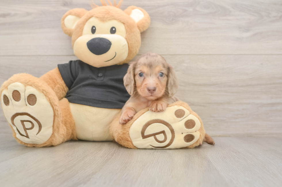 5 week old Dachshund Puppy For Sale - Windy City Pups