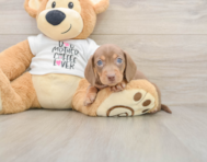 5 week old Dachshund Puppy For Sale - Windy City Pups