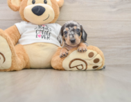 5 week old Dachshund Puppy For Sale - Windy City Pups