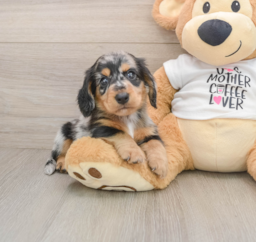 5 week old Dachshund Puppy For Sale - Windy City Pups