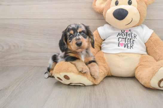 Cute Dachshund Baby