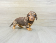 6 week old Dachshund Puppy For Sale - Windy City Pups