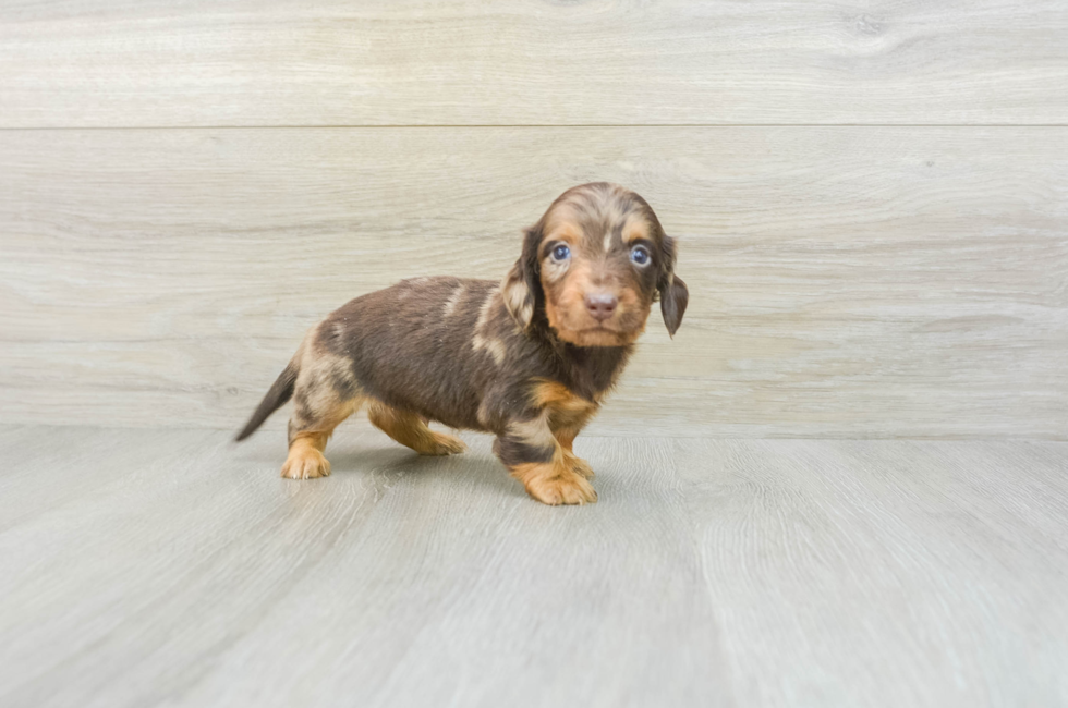 7 week old Dachshund Puppy For Sale - Windy City Pups