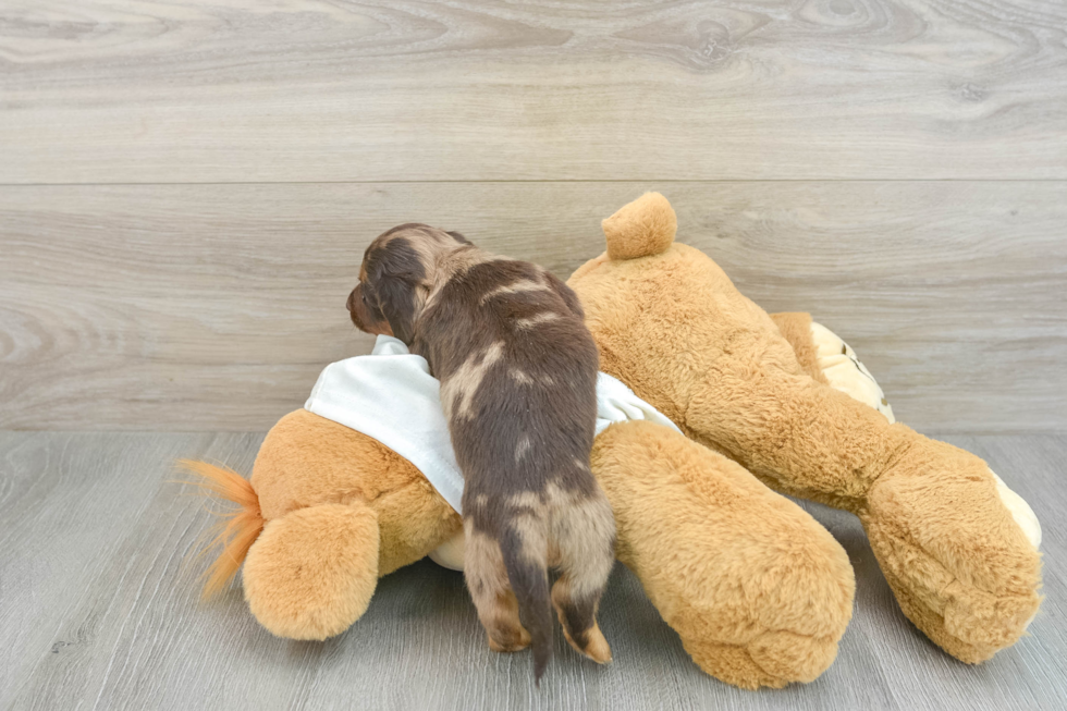 Cute Dachshund Purebred Pup