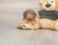 6 week old Dachshund Puppy For Sale - Windy City Pups