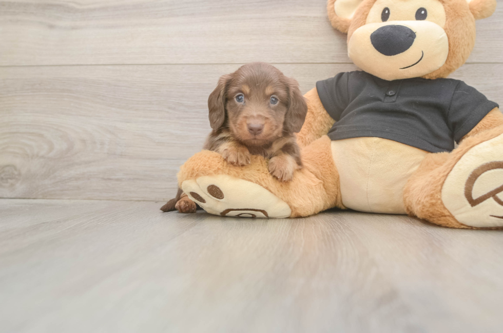 5 week old Dachshund Puppy For Sale - Windy City Pups