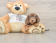 5 week old Dachshund Puppy For Sale - Windy City Pups