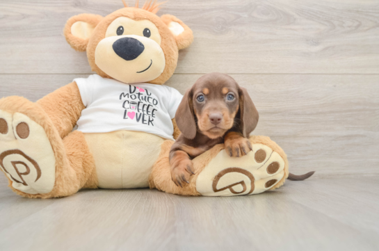 Cute Dachshund Baby