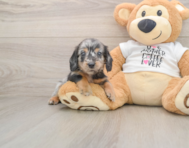 5 week old Dachshund Puppy For Sale - Windy City Pups