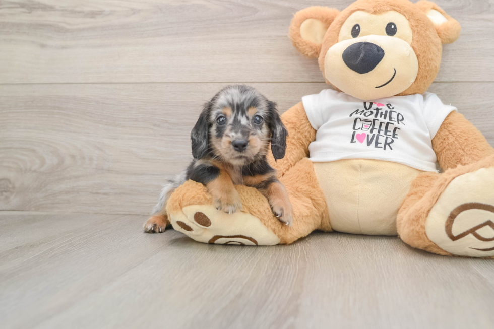 Cute Dachshund Baby