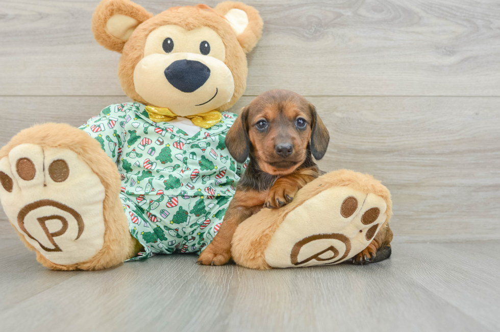 5 week old Dachshund Puppy For Sale - Windy City Pups