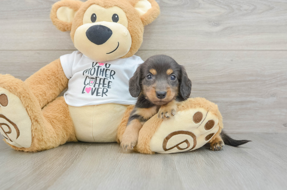 5 week old Dachshund Puppy For Sale - Windy City Pups