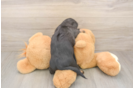 Cute Dachshund Baby