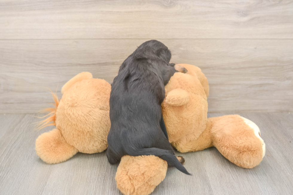 Cute Dachshund Baby