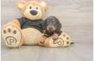 Best Dachshund Baby