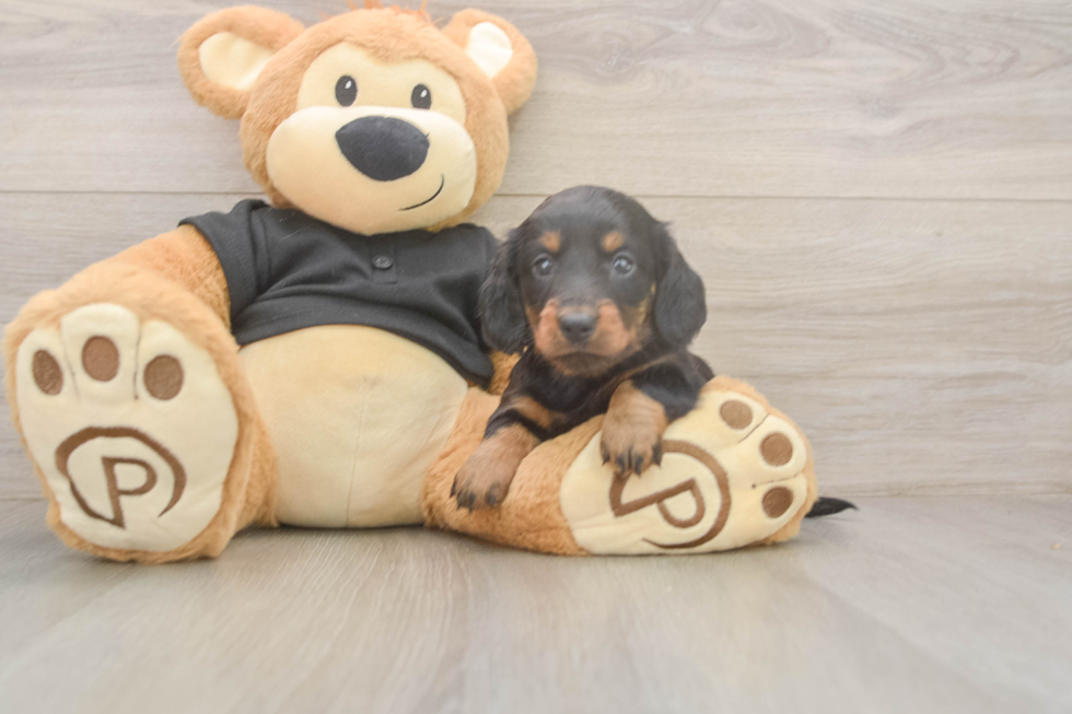 Best Dachshund Baby