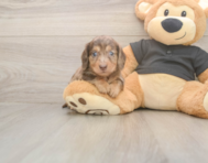6 week old Dachshund Puppy For Sale - Windy City Pups