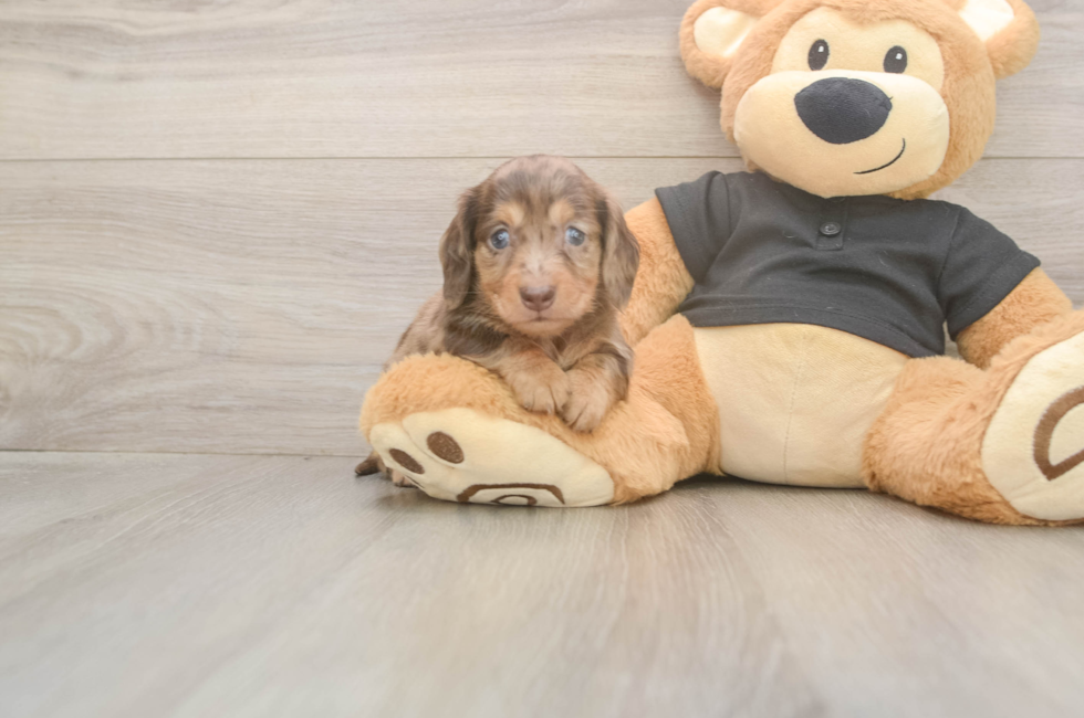 5 week old Dachshund Puppy For Sale - Windy City Pups