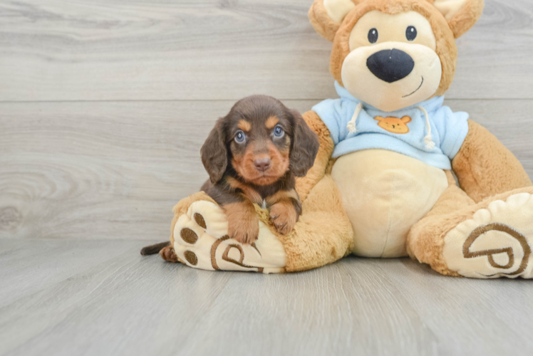 Dachshund Pup Being Cute