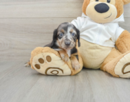 6 week old Dachshund Puppy For Sale - Windy City Pups