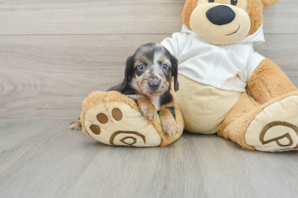 7 week old Dachshund Puppy For Sale - Windy City Pups