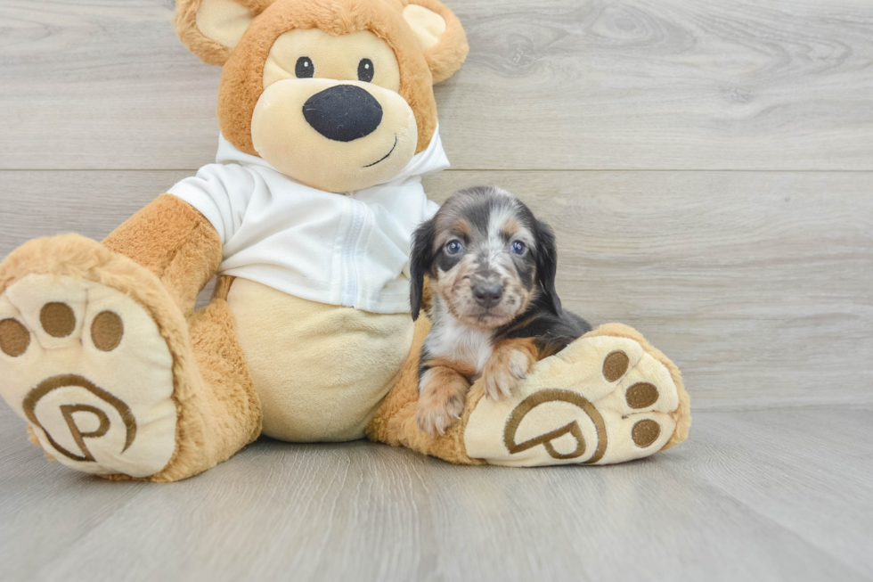 Best Dachshund Baby