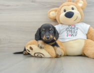 7 week old Dachshund Puppy For Sale - Windy City Pups