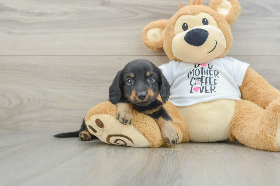 5 week old Dachshund Puppy For Sale - Windy City Pups