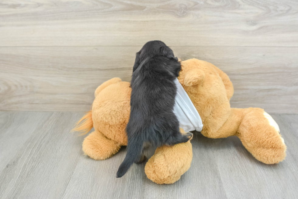 Cute Doxie Purebred Puppy